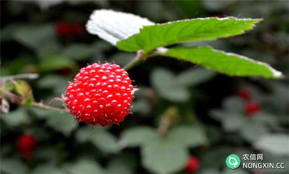 树莓高产种植技术