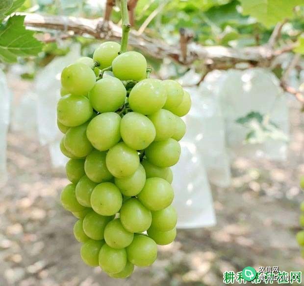 翠峰葡萄品种好不好 种植翠峰葡萄需要注意什么