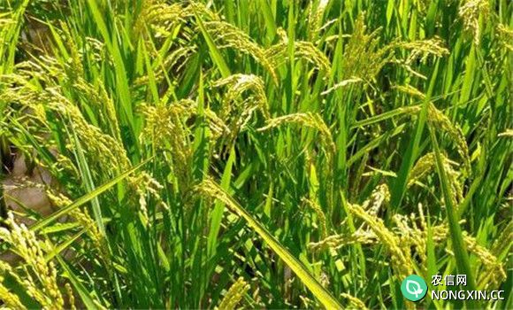 水稻穗稻瘟的分级标准