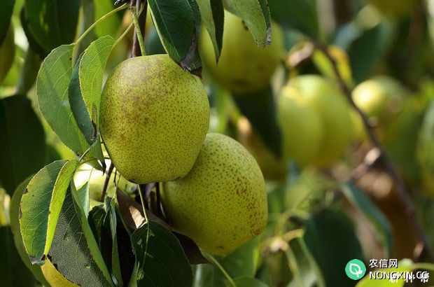 梨树适宜种植在什么地区