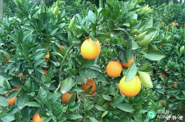 盛果期的脐橙树如何修剪