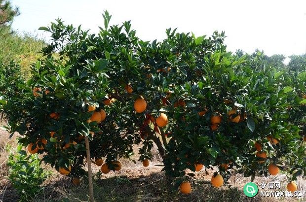 盛果期的脐橙树如何修剪