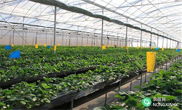 温室草莓栽培技术