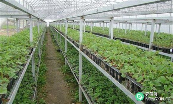 日光温室草莓的育苗方法