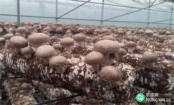 香菇栽培的温度条件