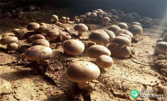 香菇栽培的空气条件