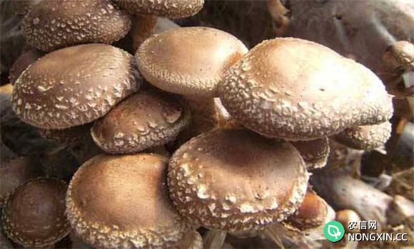 香菇栽培方法