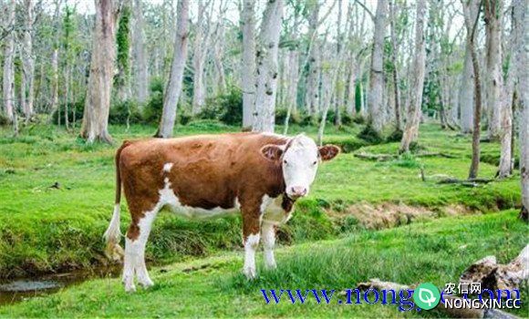 架子牛是什么意思 架子牛育肥的饲养管理要点