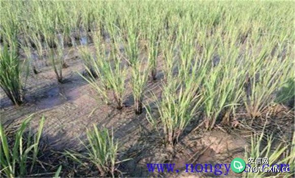 缺钾引起的水稻僵苗