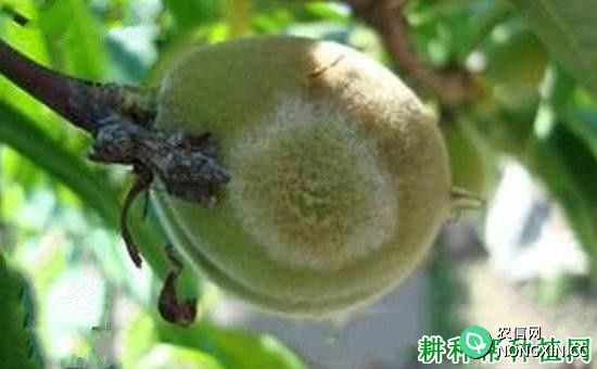 种植桃树如何防治桃灰霉病