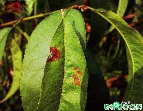 种植桃树如何防治桃灰霉病