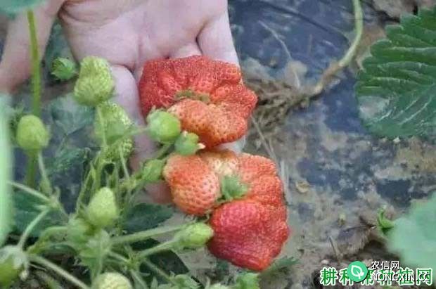 大棚种植的草莓畸形多的原因是什么 如何防治
