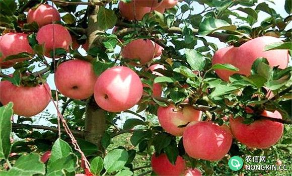 烟台苹果几月份成熟 吃苹果的好处有哪些