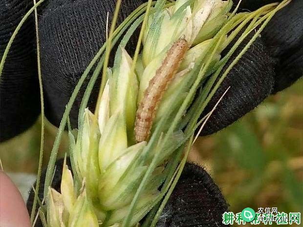 种植小麦如何防治棉铃虫