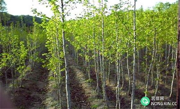 银杏树种植方法：银杏树育苗种植技术