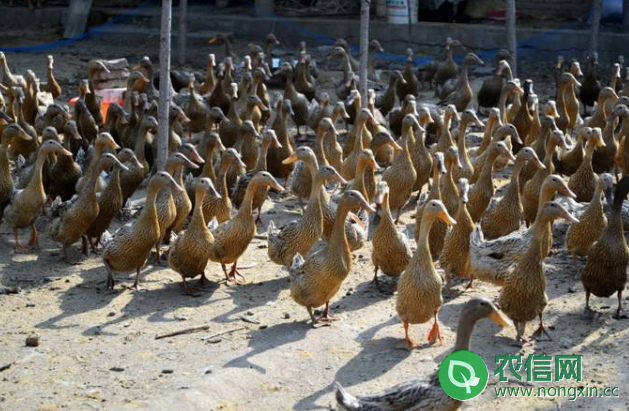 鸭子一天吃多少饲料，鸭子的日食饲料数量