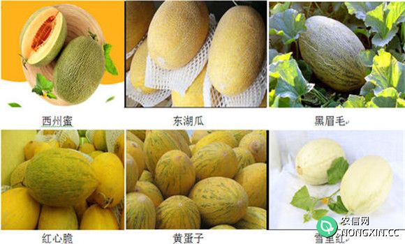 哈密瓜的品种有哪些