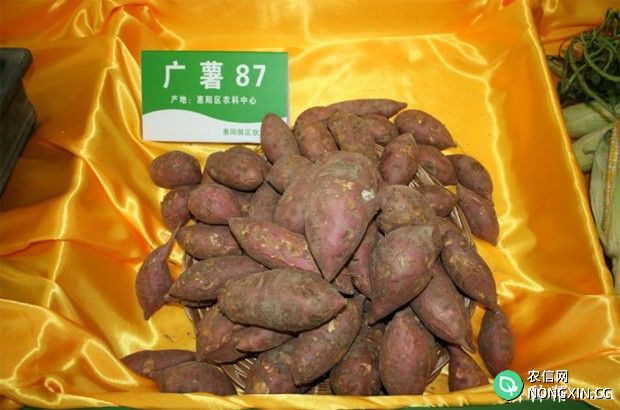 广薯87红薯品种好不好