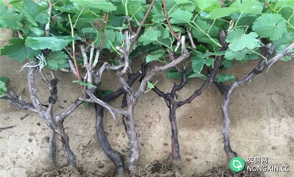 葡萄栽培苗怎么选择