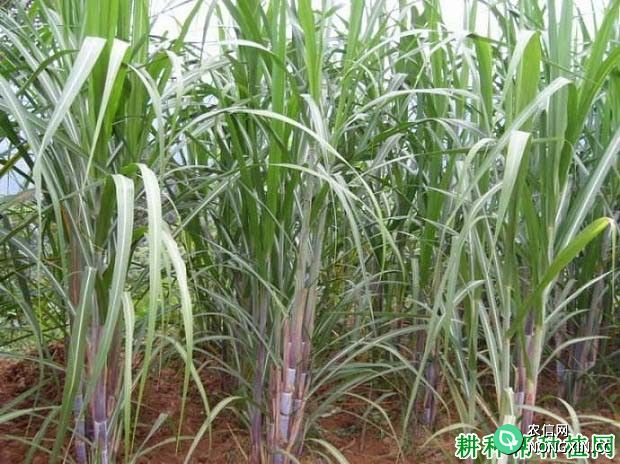 种甘蔗需要施多少磷肥 什么时候施磷肥好