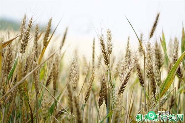 如何掌握小麦的最佳收获期
