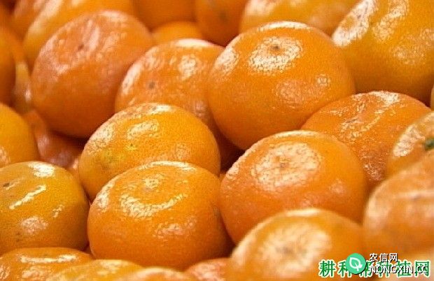 打蜡的柑橘对人有害吗