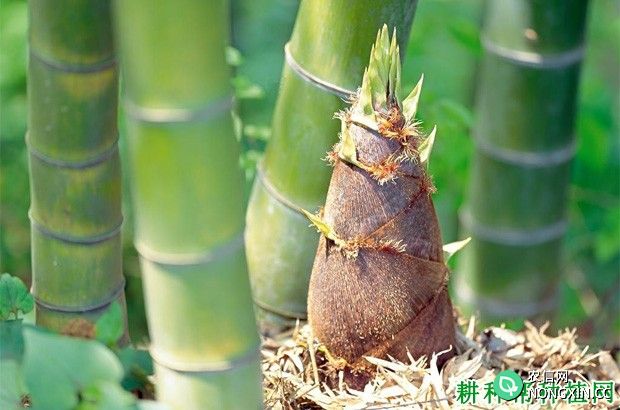 竹子喜欢生长在怎样的环境中