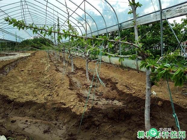 什么是果树设施栽培