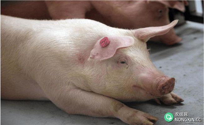 猪附红细胞体病的预防要点