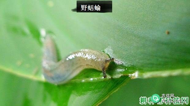 种西瓜如何防治野蛞蝓