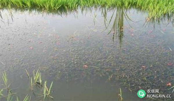 养殖小龙虾的池塘条件