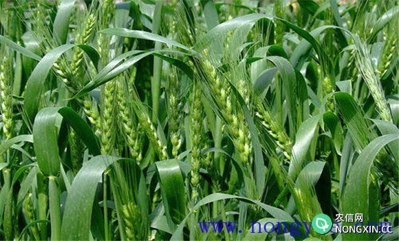 小麦抽穗期田间管理技术