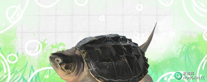 鳄鱼龟蛋怎么孵化，孵化后怎么养
