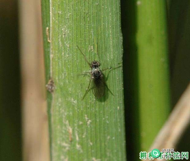 种植水稻如何防治菲岛毛眼水蝇