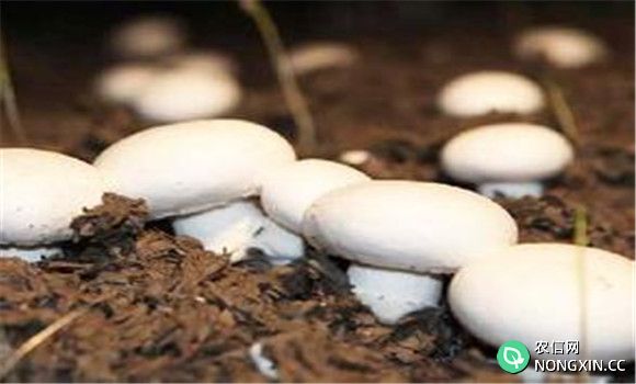 浅地沟栽培双孢蘑菇技术