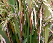 水稻鞘腐病如何防治水稻鞘腐病用什么药能治