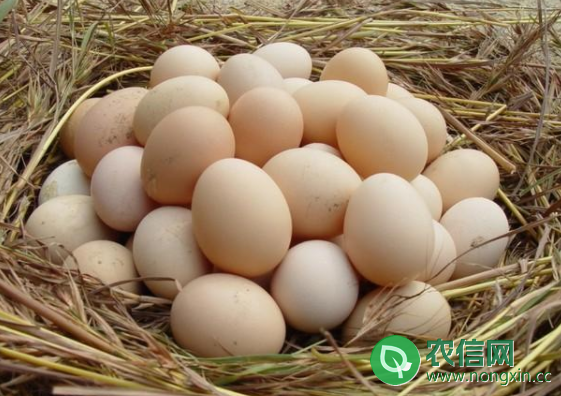 怎么识别土鸡蛋，简单易学的土鸡蛋鉴别方法