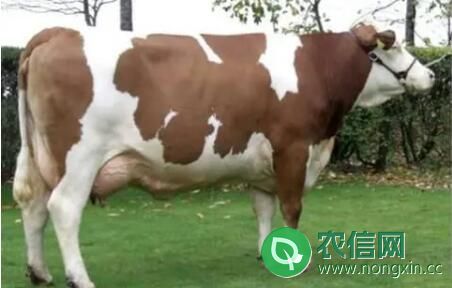 西门塔尔母牛一生最多生几胎？