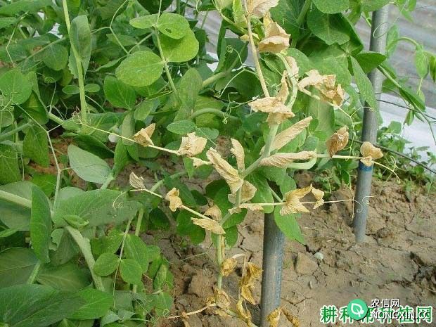 种豌豆如何防治豌豆根串珠霉根腐病
