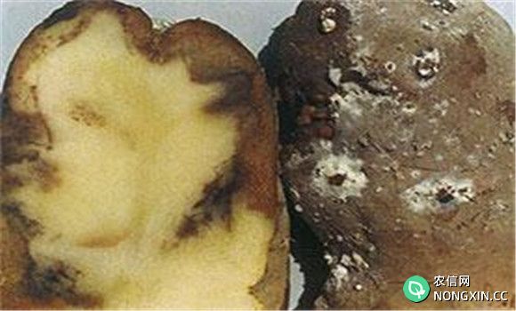 马铃薯疮痂病病原是什么