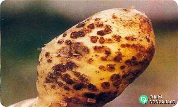 马铃薯疮痂病的危害症状
