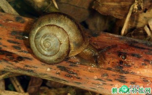 种四季豆如何防治同型巴蜗牛