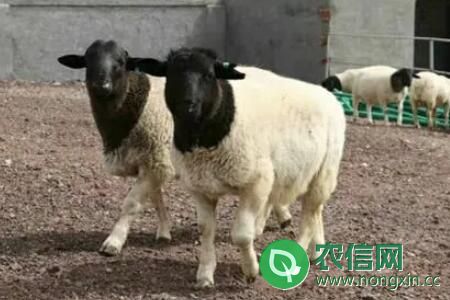 成年杜泊绵羊体重多少？