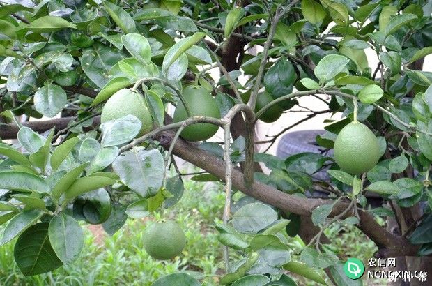 结果柚树怎么培养春梢结果母枝
