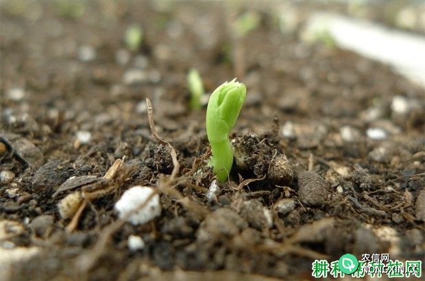 豌豆（荷兰豆）的生长过程是怎么样