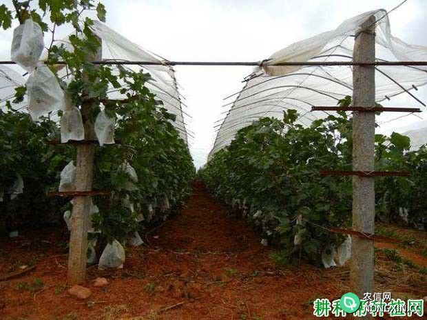 葡萄怎么样避雨栽培 葡萄避雨栽培需要注意什么