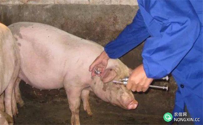 如何治疗猪腹泻