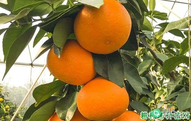 湘南红柑橘品种好不好