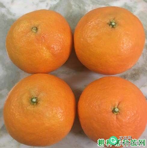 湘南红柑橘品种好不好