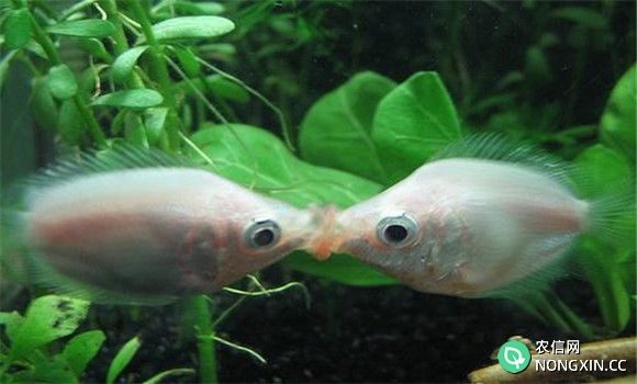 接吻鱼公母分辨